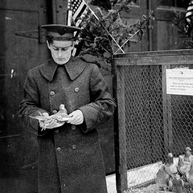 Legacy Lecture Feathered Messengers Homing Pigeons of the American Expeditionary Forces The